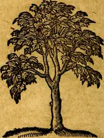 An illustration from Emblemata V.C. Andreae Alciati Mediolanensis iurisconsulti : cum facili & compendiosa explicatione, qua obscura illustrantur, dubiaq́ue omnia soluuntur, (1622)