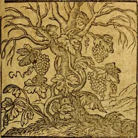 Picture 27 of 213 from Emblemata V.C. Andreae Alciati Mediolanensis iurisconsulti : cum facili & compendiosa explicatione, qua obscura illustrantur, dubiaq́ue omnia soluuntur, (1622), leaf 44