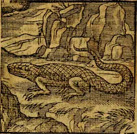 Picture 55 of 216 from Emblemata v. c. Andreae Alciati Mediolanensis iurisconsulti : cum facili & compe[n]diosa explicatione, qua obscura illustrantur, dubiáque omnia solvuntur (1584), leaf 122