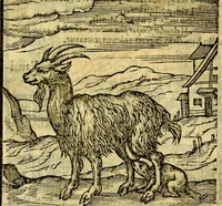 Picture 69 of 216 from Emblemata v. c. Andreae Alciati Mediolanensis iurisconsulti : cum facili & compe[n]diosa explicatione, qua obscura illustrantur, dubiáque omnia solvuntur (1584), leaf 152