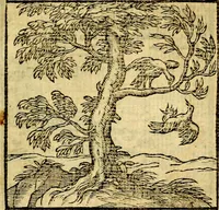 Picture 98 of 216 from Emblemata v. c. Andreae Alciati Mediolanensis iurisconsulti : cum facili & compe[n]diosa explicatione, qua obscura illustrantur, dubiáque omnia solvuntur (1584), leaf 210