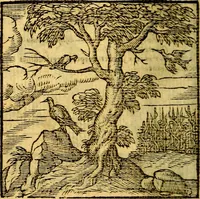 An illustration from Emblemata v. c. Andreae Alciati Mediolanensis iurisconsulti : cum facili & compe[n]diosa explicatione, qua obscura illustrantur, dubiáque omnia solvuntur (1584)