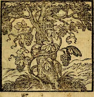 Picture 164 of 216 from Emblemata v. c. Andreae Alciati Mediolanensis iurisconsulti : cum facili & compe[n]diosa explicatione, qua obscura illustrantur, dubiáque omnia solvuntur (1584), leaf 346