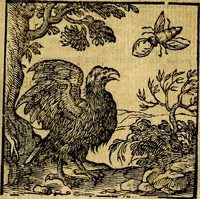 Picture 173 of 216 from Emblemata v. c. Andreae Alciati Mediolanensis iurisconsulti : cum facili & compe[n]diosa explicatione, qua obscura illustrantur, dubiáque omnia solvuntur (1584), leaf 364