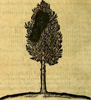 Picture 203 of 216 from Emblemata v. c. Andreae Alciati Mediolanensis iurisconsulti : cum facili & compe[n]diosa explicatione, qua obscura illustrantur, dubiáque omnia solvuntur (1584), leaf 427