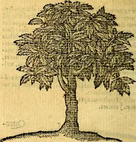 Picture 204 of 216 from Emblemata v. c. Andreae Alciati Mediolanensis iurisconsulti : cum facili & compe[n]diosa explicatione, qua obscura illustrantur, dubiáque omnia solvuntur (1584), leaf 429