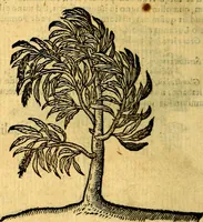 Picture 205 of 216 from Emblemata v. c. Andreae Alciati Mediolanensis iurisconsulti : cum facili & compe[n]diosa explicatione, qua obscura illustrantur, dubiáque omnia solvuntur (1584), leaf 431