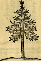 An illustration from Emblemata v. c. Andreae Alciati Mediolanensis iurisconsulti : cum facili & compe[n]diosa explicatione, qua obscura illustrantur, dubiáque omnia solvuntur (1584)