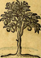 An illustration from Emblemata v. c. Andreae Alciati Mediolanensis iurisconsulti : cum facili & compe[n]diosa explicatione, qua obscura illustrantur, dubiáque omnia solvuntur (1584)