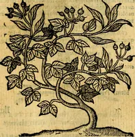 An illustration from Emblemata v. c. Andreae Alciati Mediolanensis iurisconsulti : cum facili & compe[n]diosa explicatione, qua obscura illustrantur, dubiáque omnia solvuntur (1584)