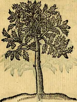 Picture 210 of 216 from Emblemata v. c. Andreae Alciati Mediolanensis iurisconsulti : cum facili & compe[n]diosa explicatione, qua obscura illustrantur, dubiáque omnia solvuntur (1584), leaf 438