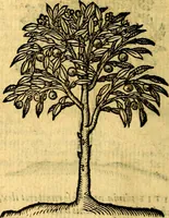 Picture 211 of 216 from Emblemata v. c. Andreae Alciati Mediolanensis iurisconsulti : cum facili & compe[n]diosa explicatione, qua obscura illustrantur, dubiáque omnia solvuntur (1584), leaf 439