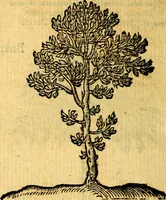 Picture 212 of 216 from Emblemata v. c. Andreae Alciati Mediolanensis iurisconsulti : cum facili & compe[n]diosa explicatione, qua obscura illustrantur, dubiáque omnia solvuntur (1584), leaf 441