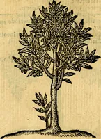 An illustration from Emblemata v. c. Andreae Alciati Mediolanensis iurisconsulti : cum facili & compe[n]diosa explicatione, qua obscura illustrantur, dubiáque omnia solvuntur (1584)