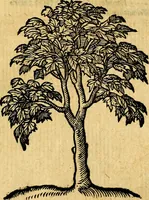 An illustration from Emblemata v. c. Andreae Alciati Mediolanensis iurisconsulti : cum facili & compe[n]diosa explicatione, qua obscura illustrantur, dubiáque omnia solvuntur (1584)