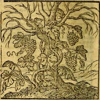 Picture 28 of 216 from Emblemata v. c. Andreae Alciati Mediolanensis iurisconsulti : cum facili & compe[n]diosa explicatione, qua obscura illustrantur, dubiáque omnia solvuntur (1584), leaf 69