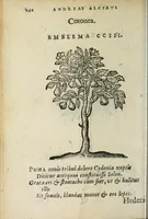 Picture 30 of 31 from Emblemata V.C. Andreæ Alciati Mediolanensis ivrisconsvlti : cum facii & compendiosa explicatione, quâ obscura illustrantur, dubiaq́ue omnia soluuntur (1648), leaf 238