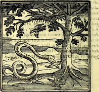 An illustration from Emblemata v. cl. Andreae Alciati : cū imaginibus plerisque restitutis ad mentem auctoris (1618)