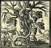 Picture 236 of 298 from Emblemata v. cl. Andreae Alciati : cū imaginibus plerisque restitutis ad mentem auctoris (1618), leaf 336