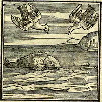 Picture 249 of 298 from Emblemata v. cl. Andreae Alciati : cū imaginibus plerisque restitutis ad mentem auctoris (1618), leaf 352
