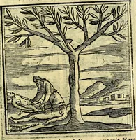 An illustration from Emblemata v. cl. Andreae Alciati : cū imaginibus plerisque restitutis ad mentem auctoris (1618)