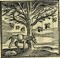 Picture 288 of 298 from Emblemata v. cl. Andreae Alciati : cū imaginibus plerisque restitutis ad mentem auctoris (1618), leaf 414