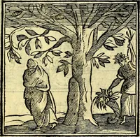 An illustration from Emblemata v. cl. Andreae Alciati : cū imaginibus plerisque restitutis ad mentem auctoris (1618)
