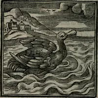 Picture 132 of 256 from Emblemata v. cl. Andreae Alciati : cu imaginibus plerisque restitutis ad mentem auctoris (1618), leaf 221