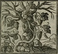 Picture 198 of 256 from Emblemata v. cl. Andreae Alciati : cu imaginibus plerisque restitutis ad mentem auctoris (1618), leaf 320