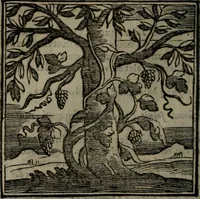 An illustration from Emblemata v. cl. Andreae Alciati : cu imaginibus plerisque restitutis ad mentem auctoris (1618)