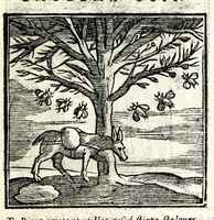 Picture 37 of 38 from Emblemata v. cl. Andreae Alciati : cu[m] imaginibus plerisque restitutis ad mentem auctoris (1618), leaf 421