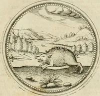 An illustration from Symbolorvm & emblematvm ex animalibvs qvadrvpedibvs desvmtorvm centvria altera (1595)