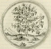 An illustration from Symbolorvm & emblematvm ex re herbaria desvmtorvm centvria vna (1590)