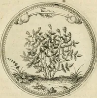 An illustration from Symbolorvm & emblematvm ex re herbaria desvmtorvm centvria vna (1590)