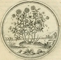 An illustration from Symbolorvm & emblematvm ex re herbaria desvmtorvm centvria vna (1590)