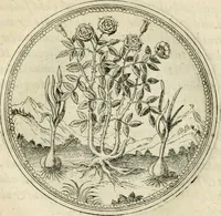 An illustration from Symbolorvm & emblematvm ex re herbaria desvmtorvm centvria vna (1590)