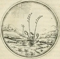An illustration from Symbolorvm & emblematvm ex re herbaria desvmtorvm centvria vna (1590)