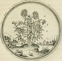 An illustration from Symbolorvm & emblematvm ex re herbaria desvmtorvm centvria vna (1590)