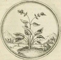 An illustration from Symbolorvm & emblematvm ex re herbaria desvmtorvm centvria vna (1590)