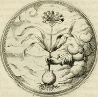 An illustration from Symbolorvm & emblematvm ex re herbaria desvmtorvm centvria vna (1590)