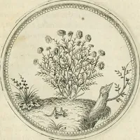 An illustration from Symbolorvm & emblematvm ex re herbaria desvmtorvm centvria vna (1590)
