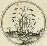 An illustration from Symbolorvm & emblematvm ex re herbaria desvmtorvm centvria vna (1590)
