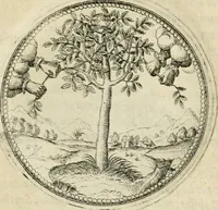 An illustration from Symbolorvm & emblematvm ex re herbaria desvmtorvm centvria vna (1590)