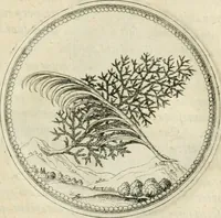 An illustration from Symbolorvm & emblematvm ex re herbaria desvmtorvm centvria vna (1590)