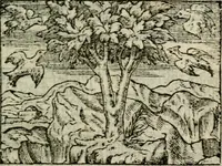An illustration from Emblemes d'Alciat : en latin et francois vers povr vers (1574)