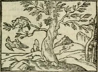 An illustration from Emblemes d'Alciat : en latin et francois vers povr vers (1574)