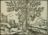 An illustration from Emblemes d'Alciat : en latin et francois vers povr vers (1574)