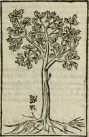 An illustration from Emblemes d'Alciat : en latin et francois vers povr vers (1574)