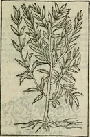 An illustration from Emblemes d'Alciat : en latin et francois vers povr vers (1574)