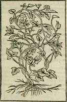 An illustration from Emblemes d'Alciat : en latin et francois vers povr vers (1574)